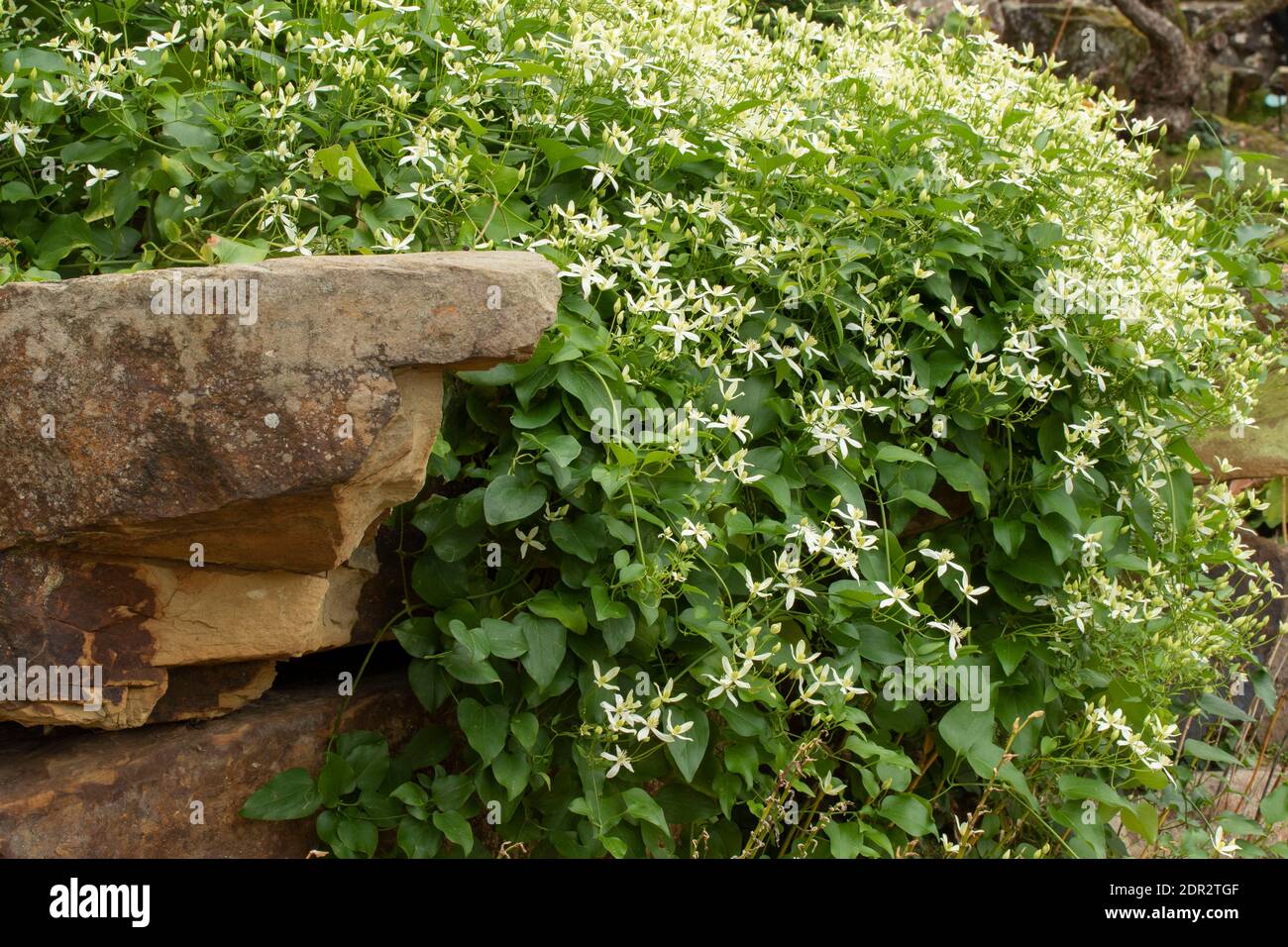 Clematis Terniflora fioritura in massa nel tardo autunno, giardino naturale pianta ritratto Foto Stock
