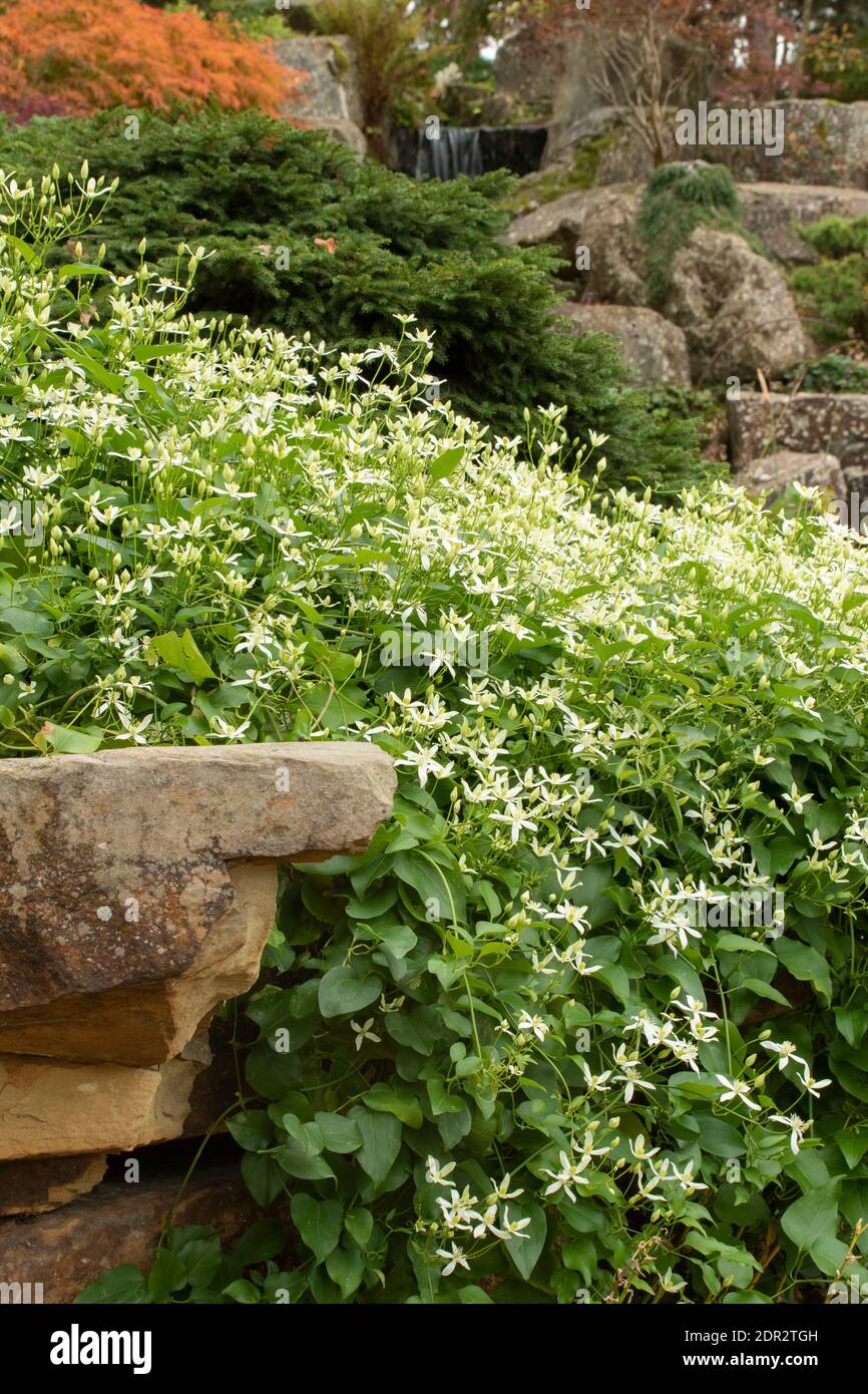 Clematis Terniflora fioritura in massa nel tardo autunno, giardino naturale pianta ritratto Foto Stock
