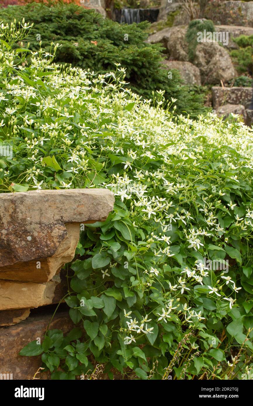 Clematis Terniflora fioritura in massa nel tardo autunno, giardino naturale pianta ritratto Foto Stock