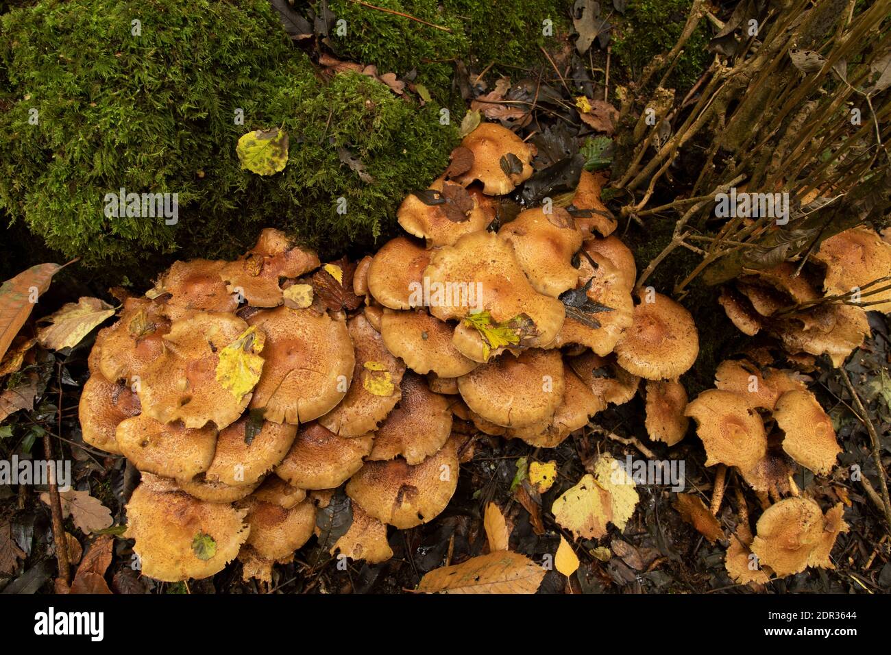 Funghi di miele che si coltivano in profusione alla base di a. muschio coperto di tree moncone Foto Stock