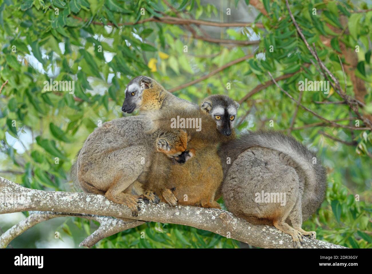 Lemure bruno rosso-frontale (Eulemur rufifrons) con bambino piccolo, Berenty Riserva privata, Madagascar Foto Stock