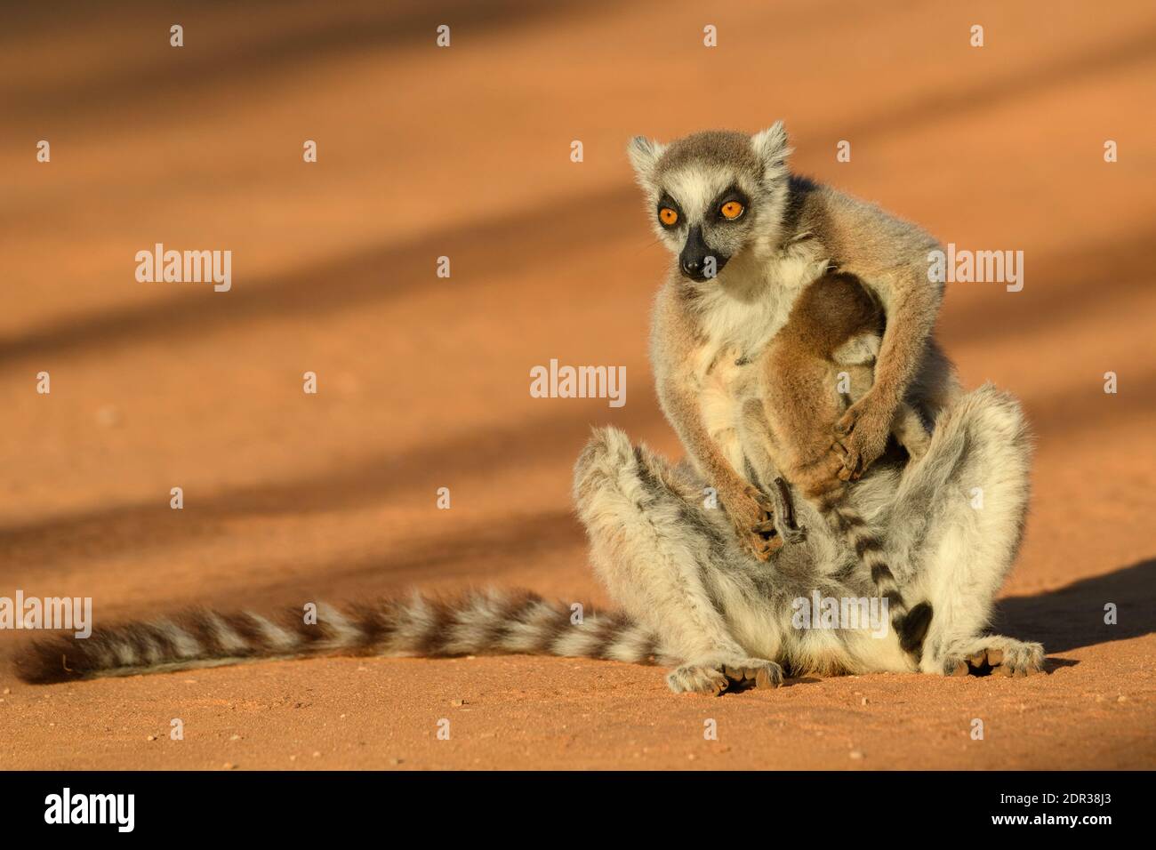 Lemure con coda ad anello (catta di Lemur), Adulti con bambino, Riserva di Berenty, Madagascar Foto Stock