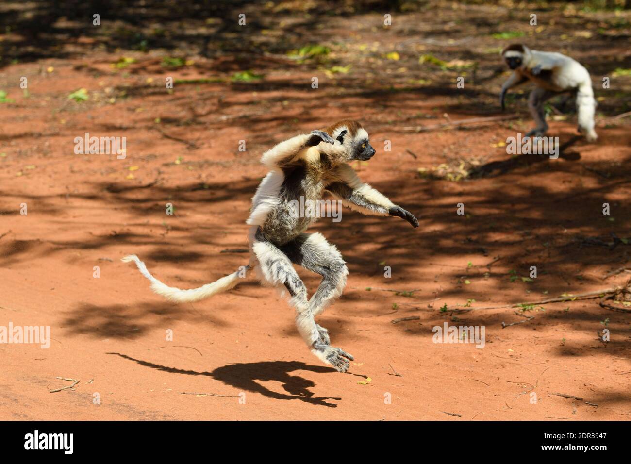 La sifaka di Verreaux (Propithecus verreauxi) che attraversa la pista, Berenty Reserve, Madagascar Foto Stock