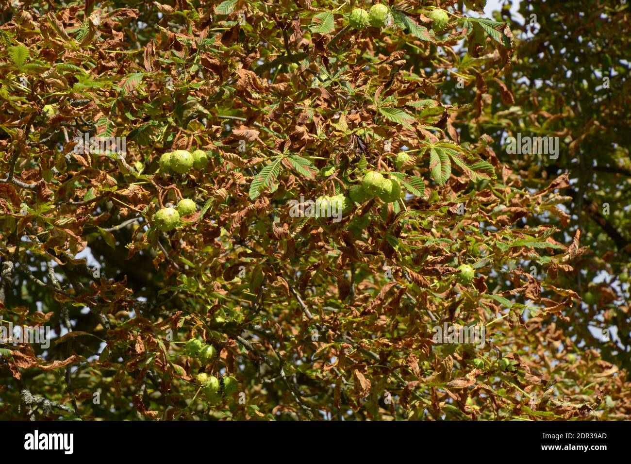 buckeye o aesculo danneggiato con il minatore di foglie di cavallo-castagno in autunno sole come una pianta malattia di fondo Foto Stock