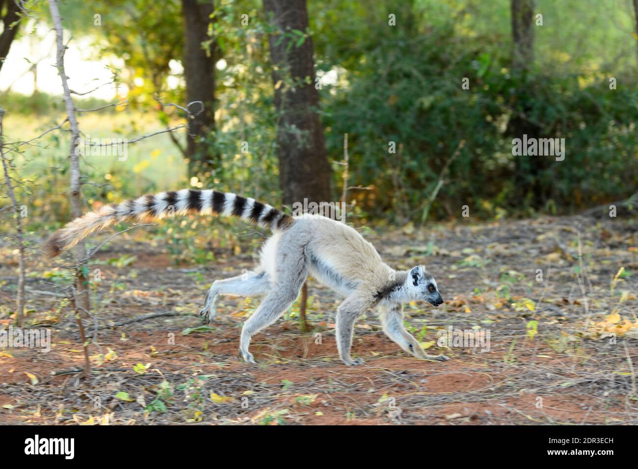 Lemure con coda ad anello (Lemur catta), Berenty Reserve, Madagascar Foto Stock