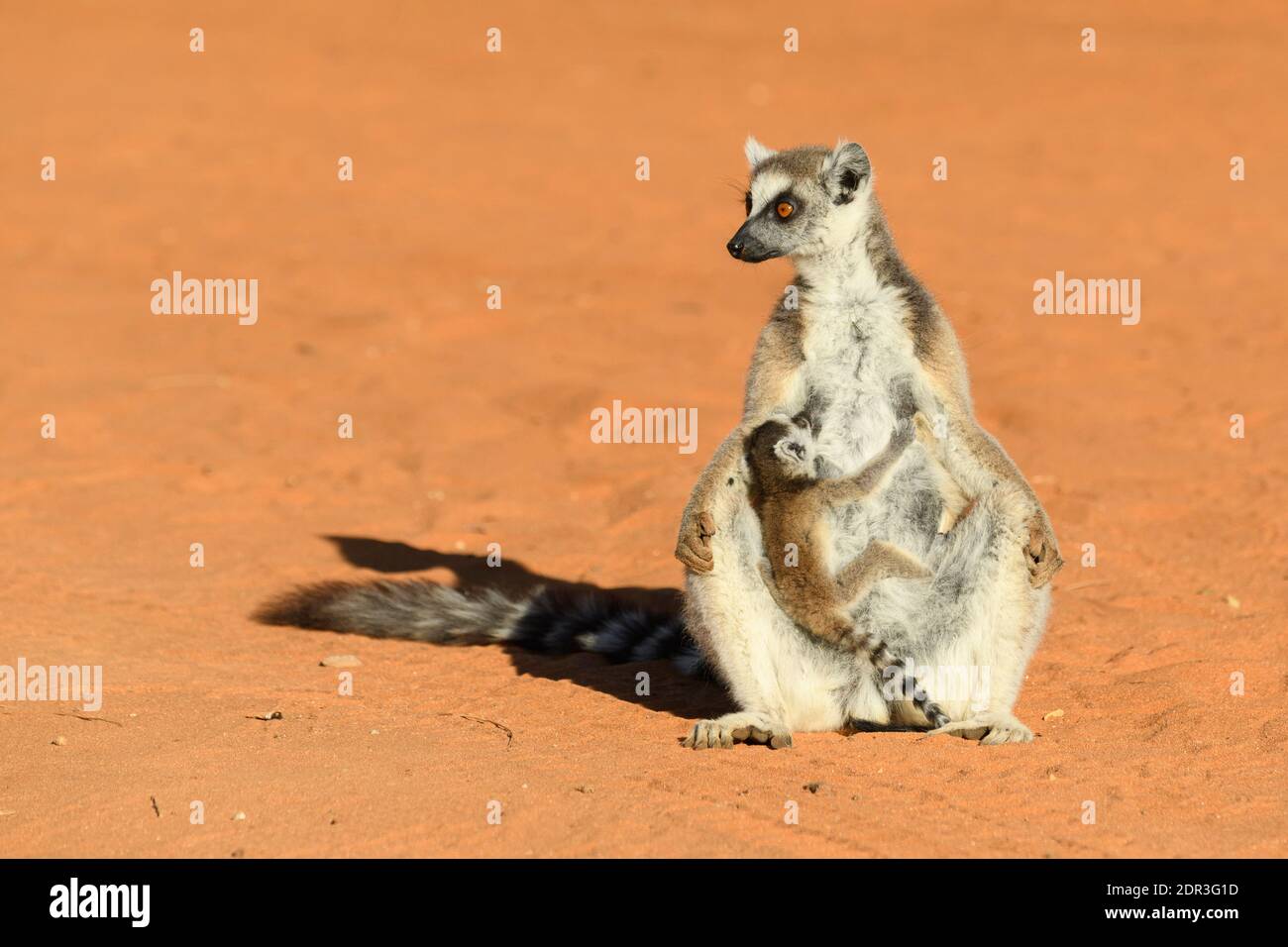 Lemure con coda ad anello (Lemur catta) femmina con bambino, Berenty Reserve, Madagascar Foto Stock