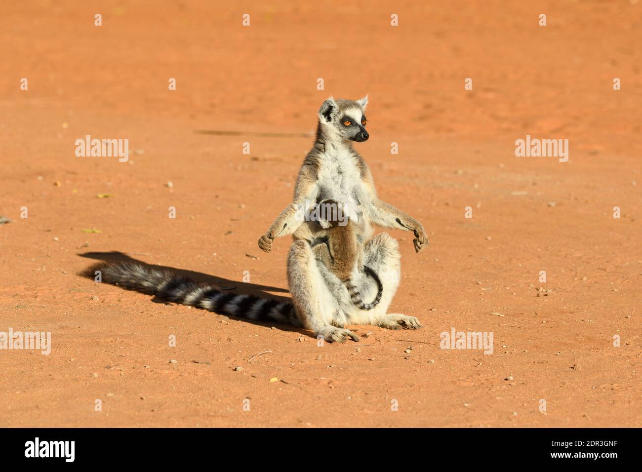 Lemure con coda ad anello (Lemur catta) femmina con bambino, Berenty Reserve, Madagascar Foto Stock