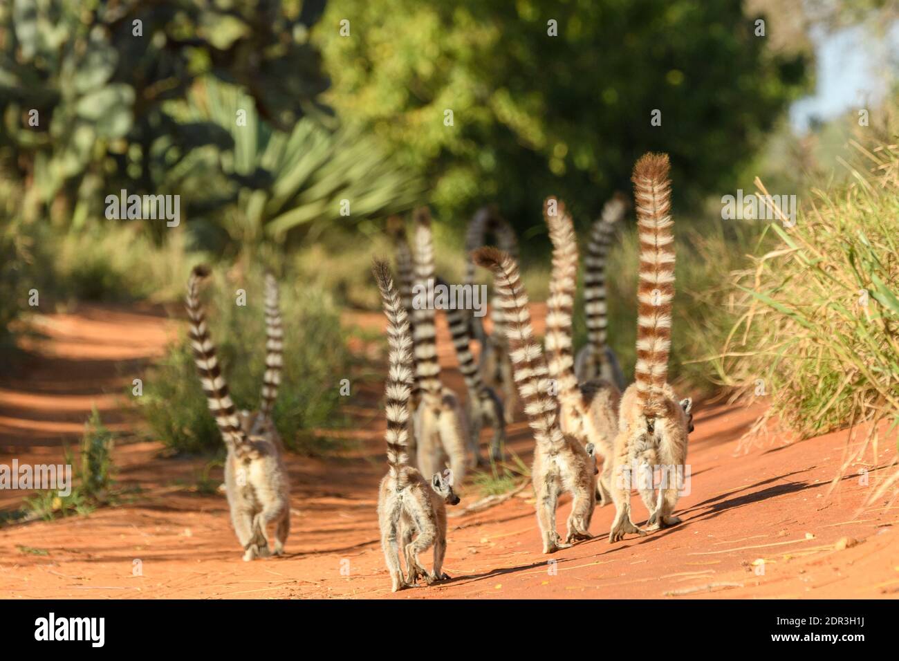 Gruppo di lemuri con coda ad anello (Lemur catta), Riserva di Berenty, Madagascar Foto Stock