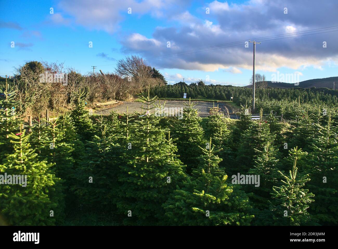 Incredibile vista panoramica della fattoria degli alberi di Natale di Glenclullen con alberi di Natale, contea di Dublino, Irlanda Foto Stock