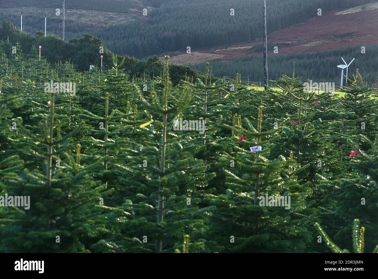 Incredibile vista panoramica della fattoria degli alberi di Natale di Glenclullen con alberi di Natale, contea di Dublino, Irlanda Foto Stock