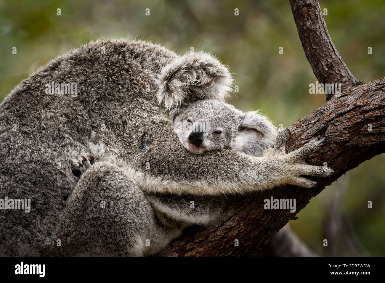 Koala Joey dormiva tra le braccia della sua mamma. Foto Stock