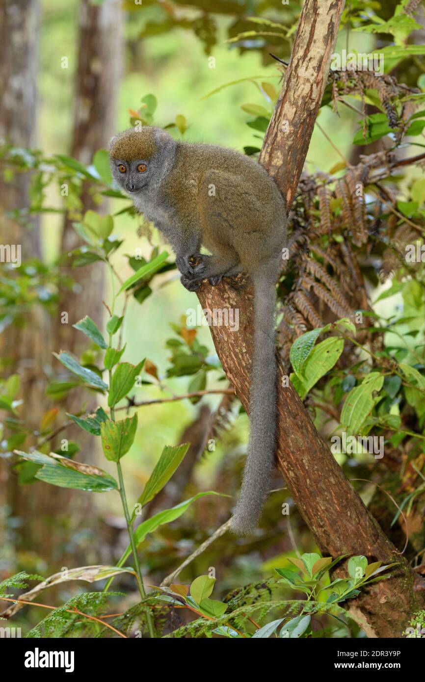 Lemure di bambù orientale o grigio (Hapalemur griseus), Isola di Lemur, Madagascar. In cattività Foto Stock