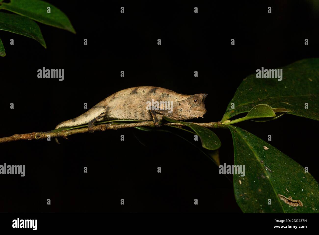 Foglie brune o camaleonte (Brookesia superciliaris), Andasibe-Mantadia National Park, Madagascar Foto Stock