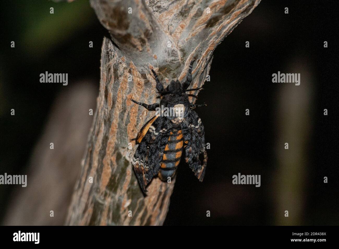 Falkmoth della testa della morte (Acherontia atropos) Foto Stock