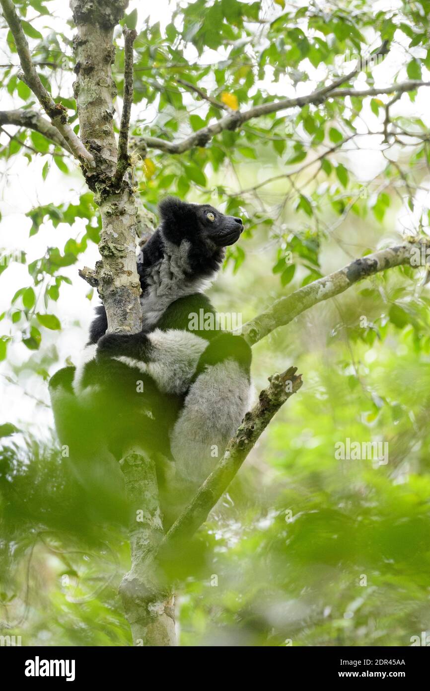 (Indri Indri Indri Indri), Analamazaotra Parco nazionale del Madagascar Foto Stock