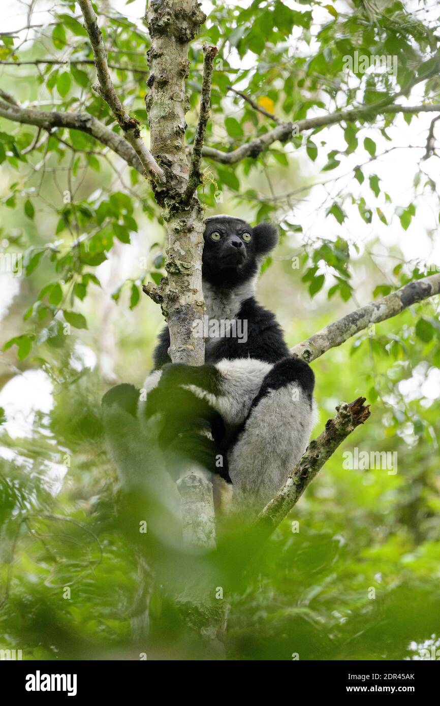 (Indri Indri Indri Indri), Analamazaotra Parco nazionale del Madagascar Foto Stock