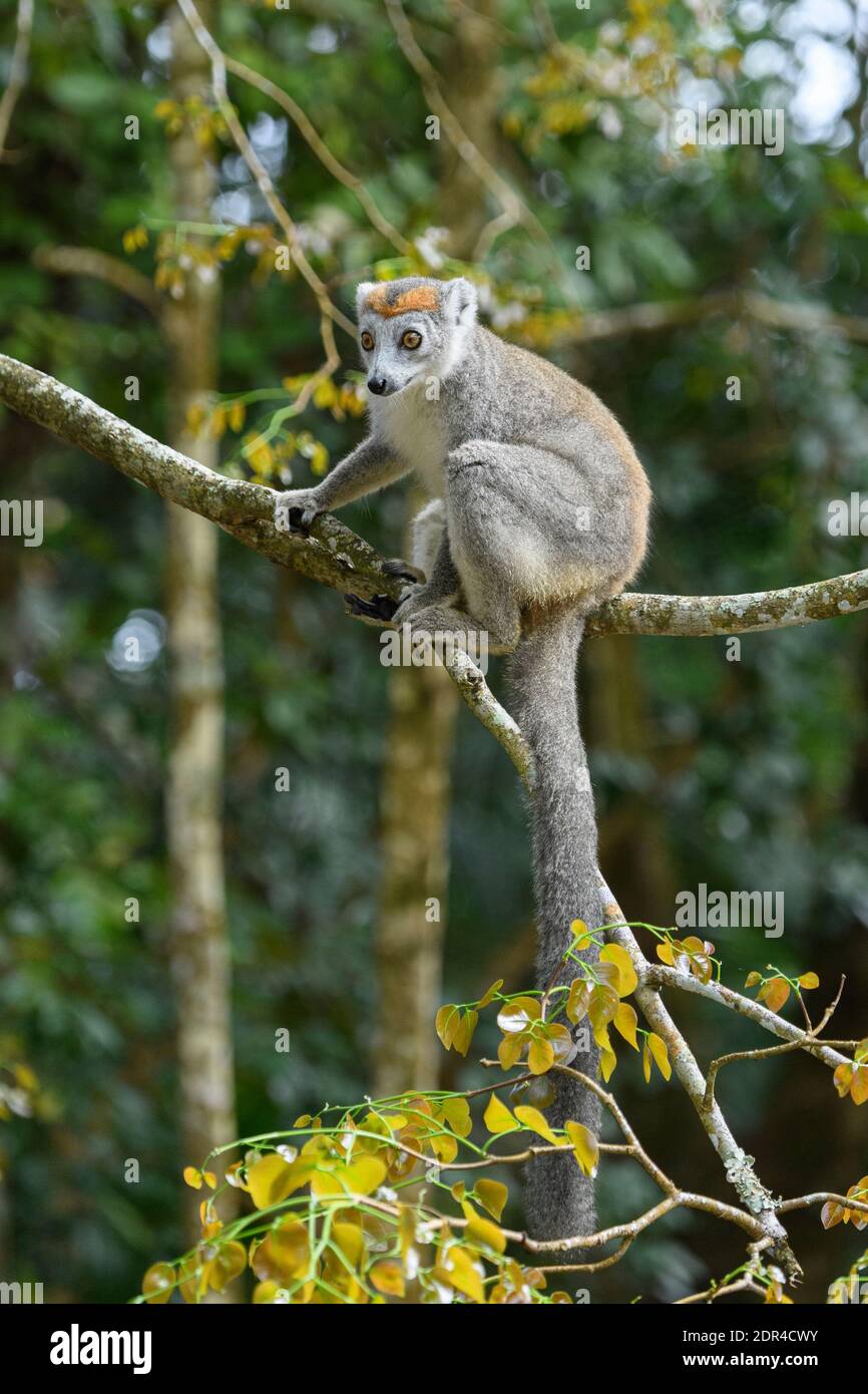 Femmina incoronato lemur (Eulemur coronatus), Palmarium Reserve, Madagascar Foto Stock