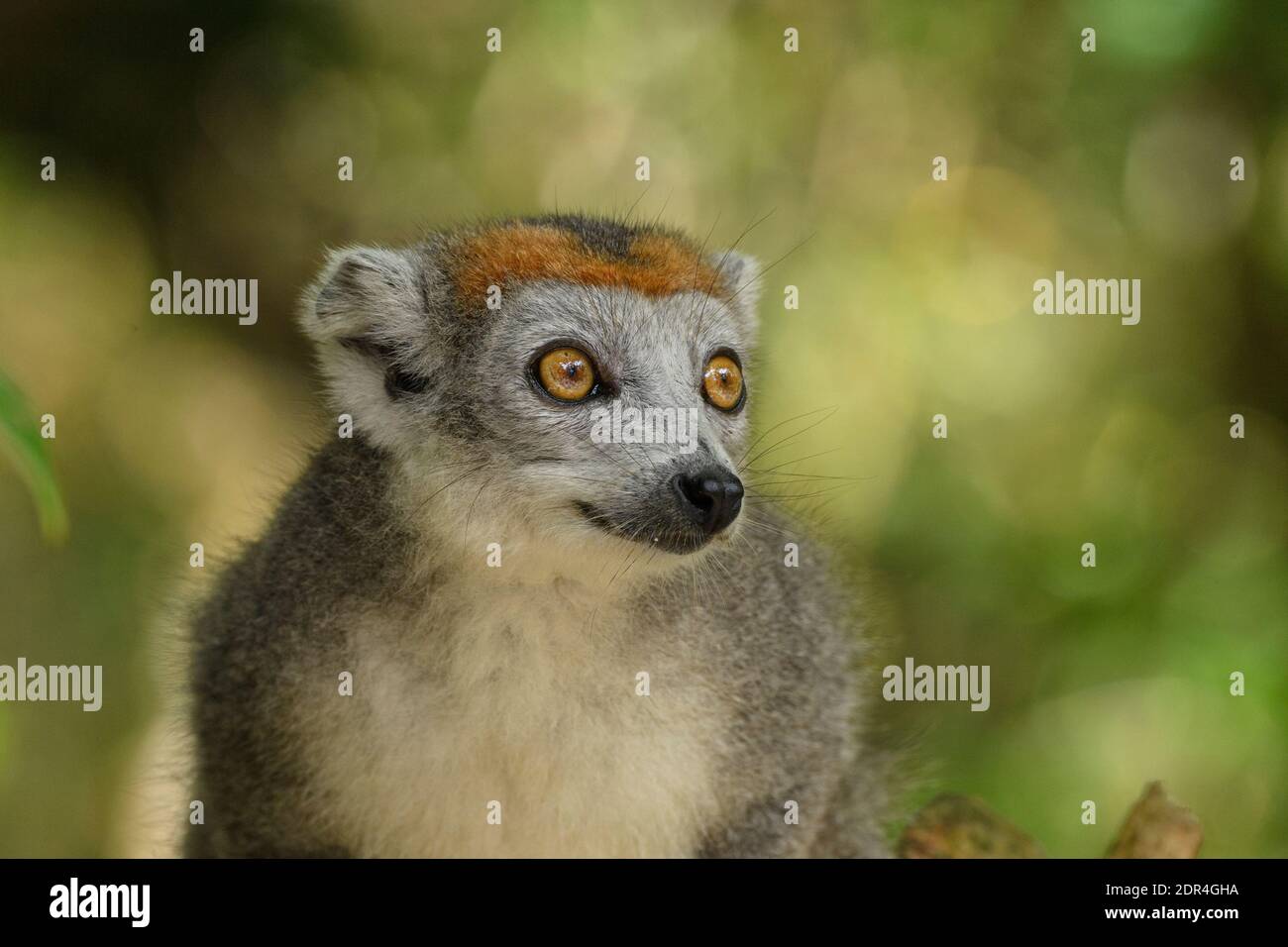 Femmina incoronato lemur (Eulemur coronatus), Palmarium Reserve, Madagascar Foto Stock