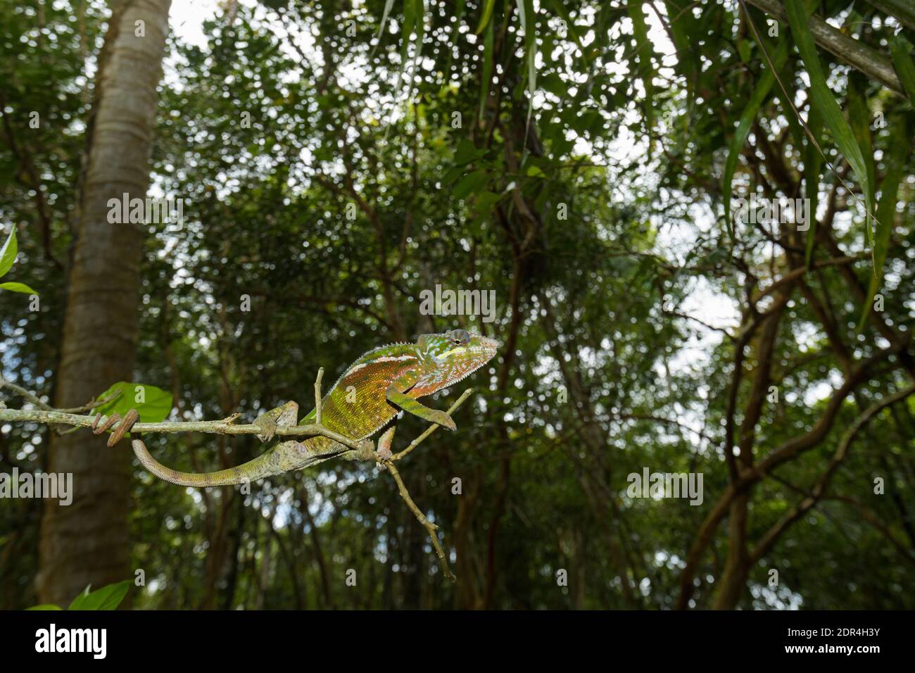 Camaleonte di Parson (Calumma parsonii), riserva di Palmarium, Ankanin’ny Nofy, Madagascar Foto Stock
