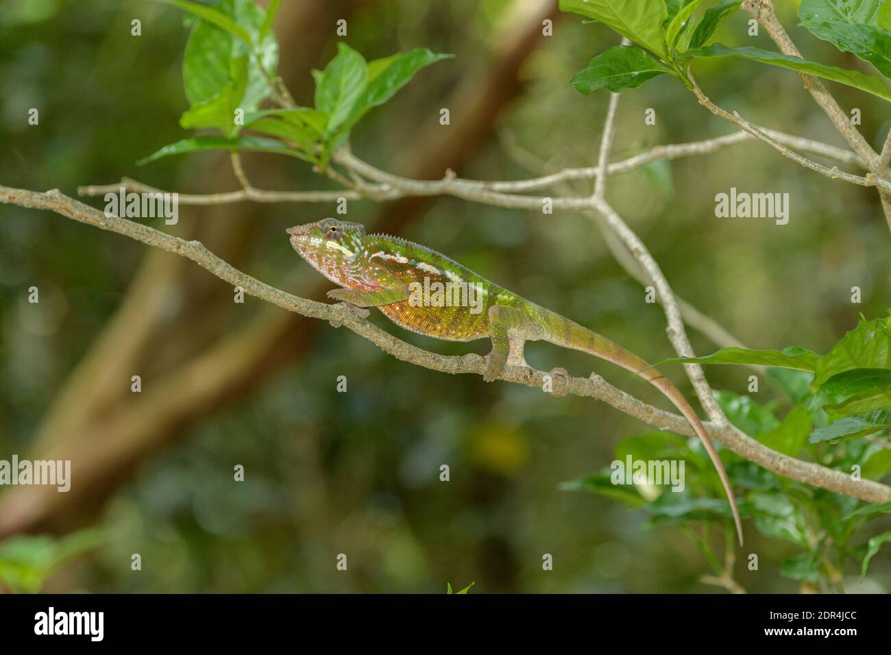 Camaleonte di Parson (Calumma parsonii), riserva di Palmarium, Ankanin’ny Nofy, Madagascar Foto Stock