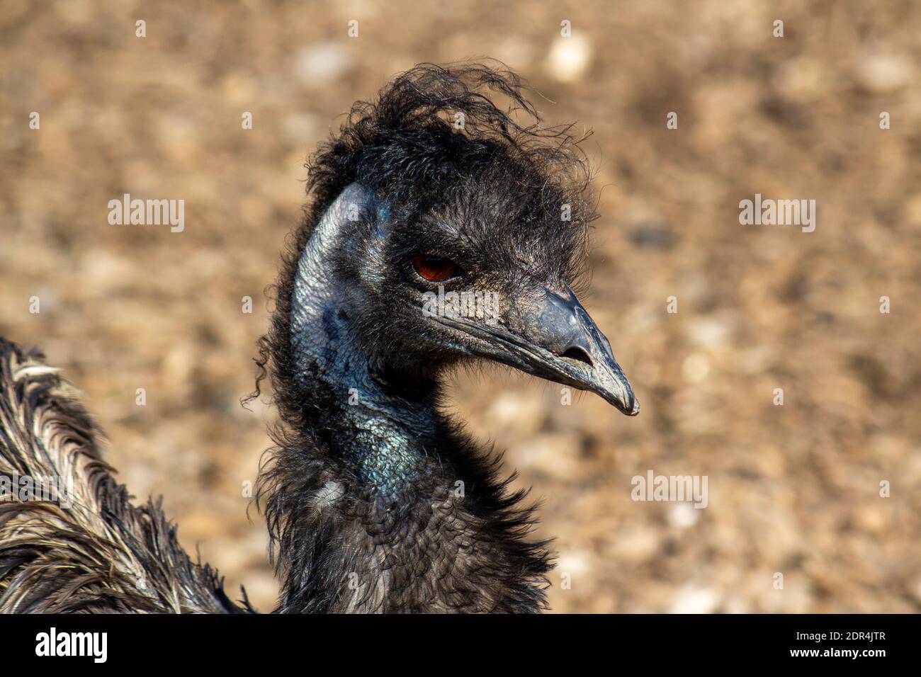 Gli struzzo sono gli uccelli più leggeri e quelli più veloci sulla terra Foto Stock