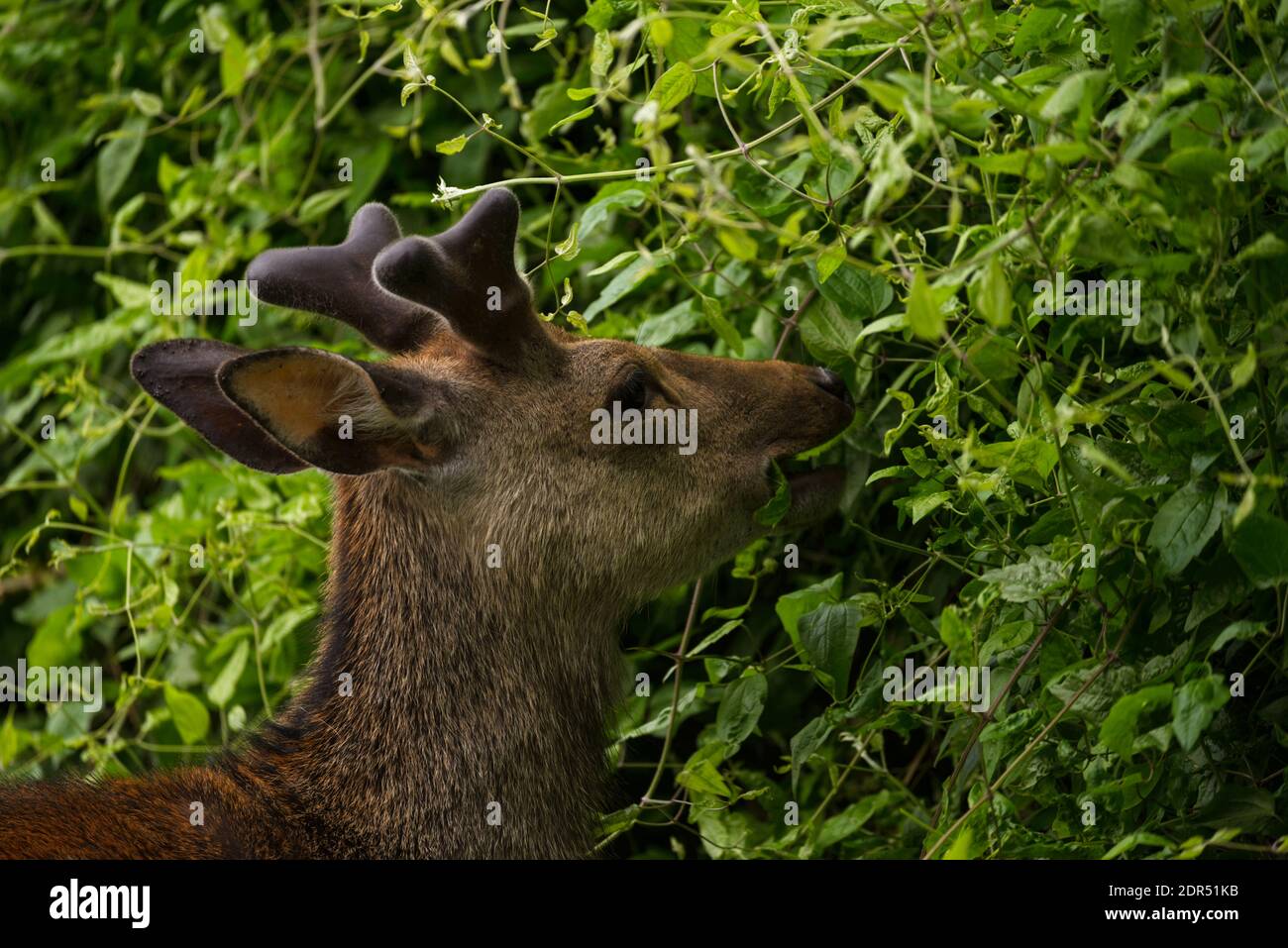 I giovani cervi selvatici nel Parco Nazionale di Killarney, vicino alla città di Killarney, contea di Kerry, Irlanda Foto Stock