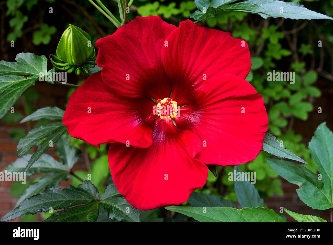 Hibiscus moscheutos palude rosa-mallow Foto Stock