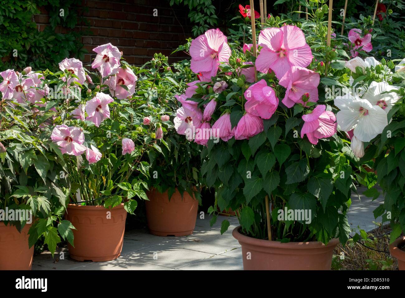 Hibiscus moscheutos in pentole, palude rosa-mallow Foto Stock