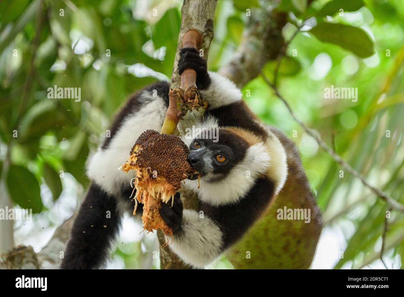 Lemure nero e bianco (varecia variegata) che si nutrono di jackfruit (Artocarpus eterophyllus), riserva di Palmarium, Madagascar. Jackfruit è nativo Foto Stock