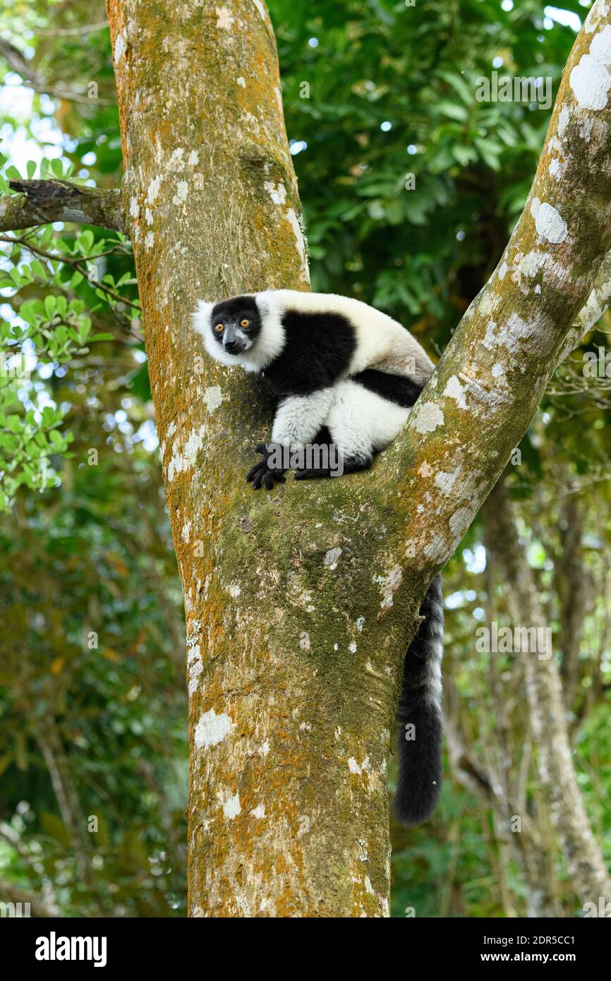 Limur nero e bianco con volant (Varecia variegata), riserva di Palmarium, Madagascar. Foto Stock