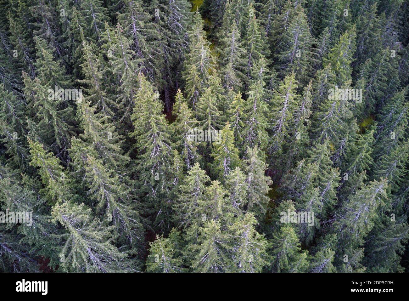 Veduta aerea del drone di un paesaggio montano della vecchia foresta di pini. Foto Stock