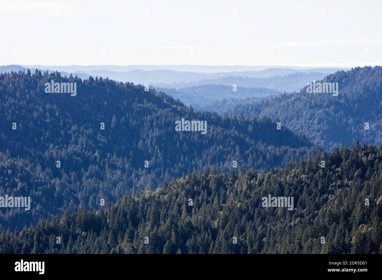 Gli alberi di sequoia, sempervirens di Sequoia, crescono in una foresta costiera umida nella California del Nord. Le sequoie a rischio di estinzione sono gli alberi più grandi della Terra. Foto Stock