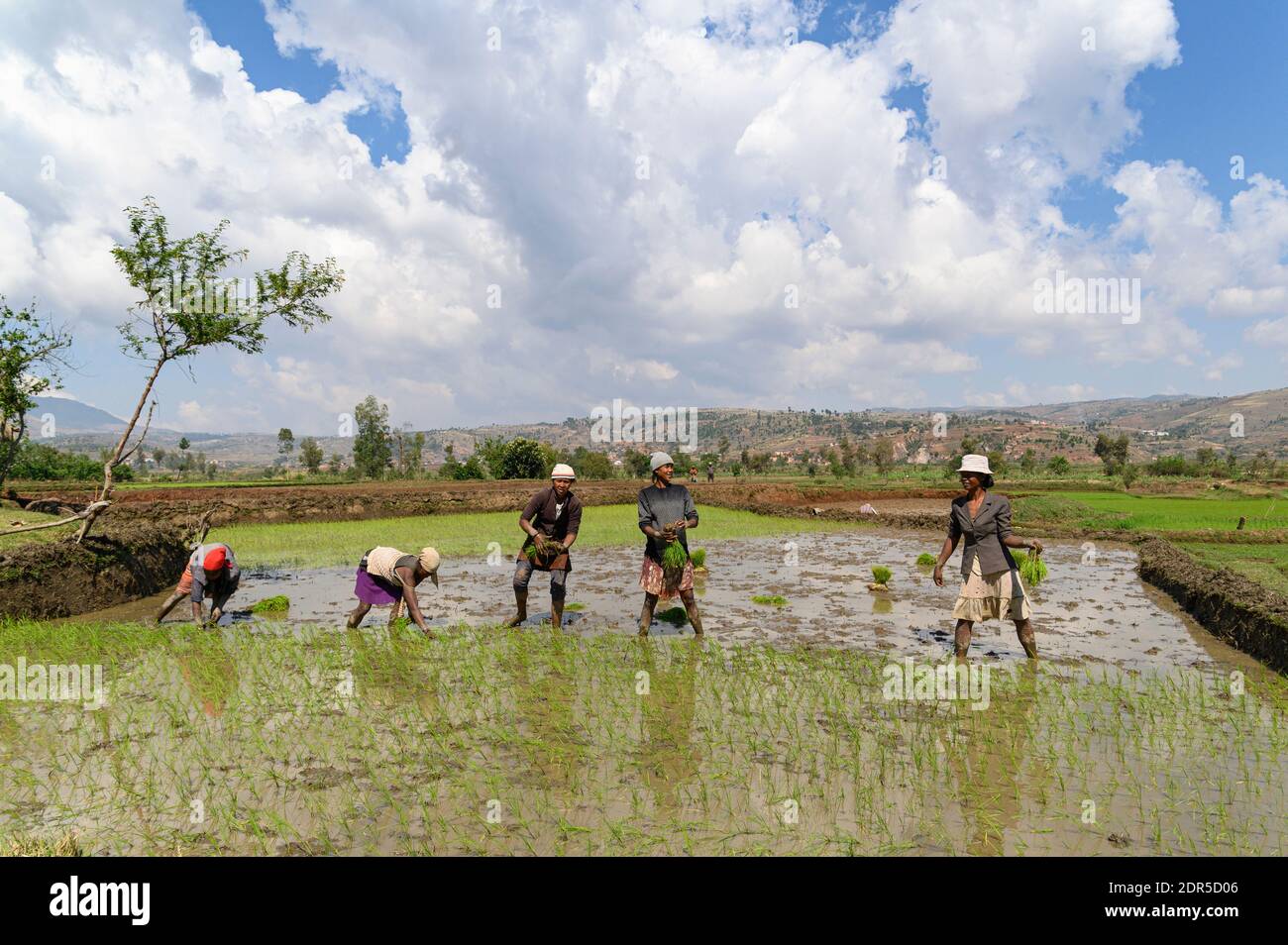 Donne che piantano riso, Madagascar centrale Foto Stock