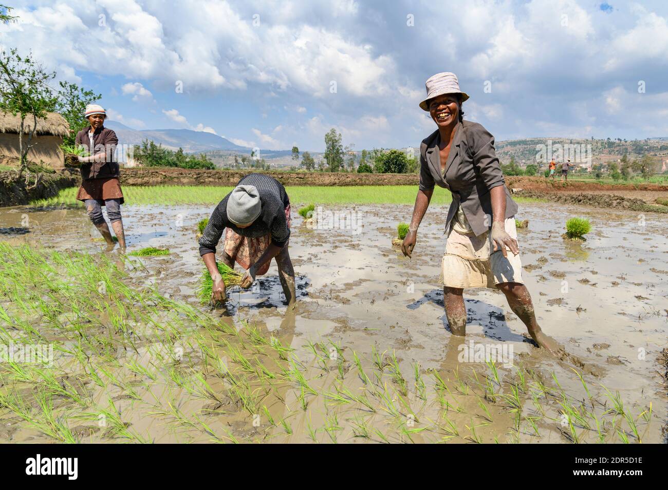 Donne che piantano riso, Madagascar centrale Foto Stock