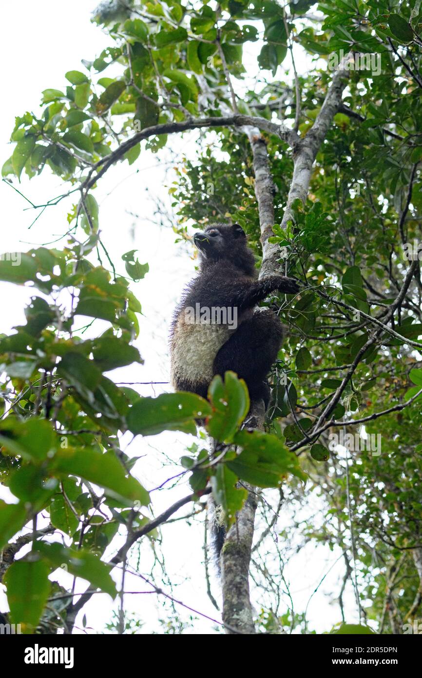 La sifaka di Milne-Edwards (Propithecus edwardsi), Parco Nazionale di Ranomafana, Madagascar Foto Stock