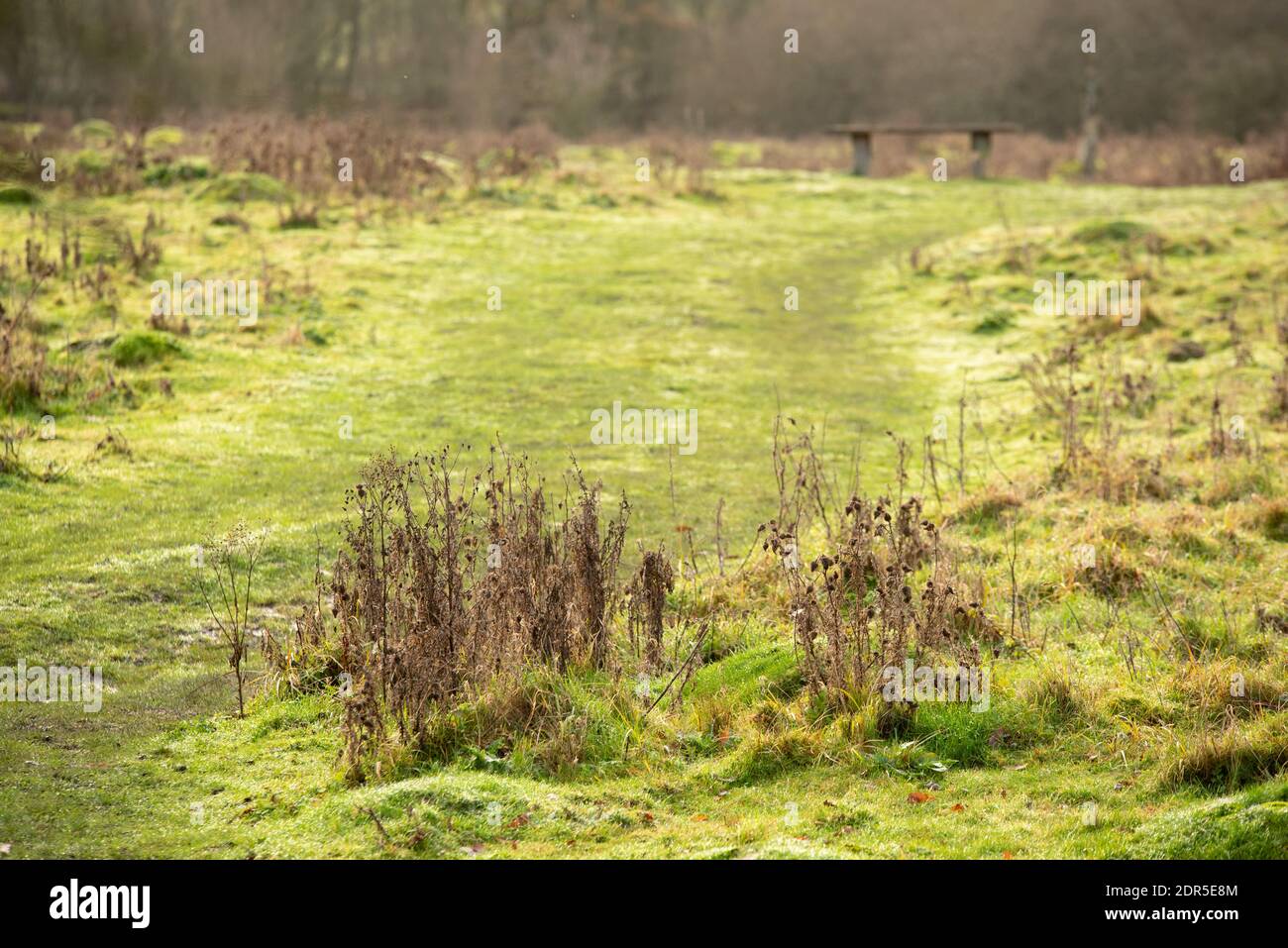 bassa profondità di campo di erba secca invernale folaigein uk Northampton strati di erba lunga Foto Stock