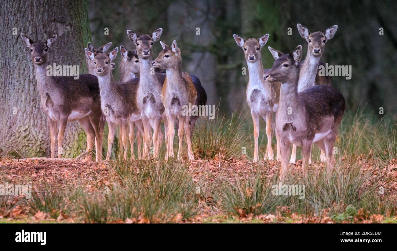 Duelmen, NRW, Germania. 20 dicembre 2020. Allow cervi (dama dama) le femmine (fa) si stringono strettamente nel bosco come il tempo dell'enca diventa più freddo e meno piacevole. Credit: Imageplotter/Alamy Live News Foto Stock