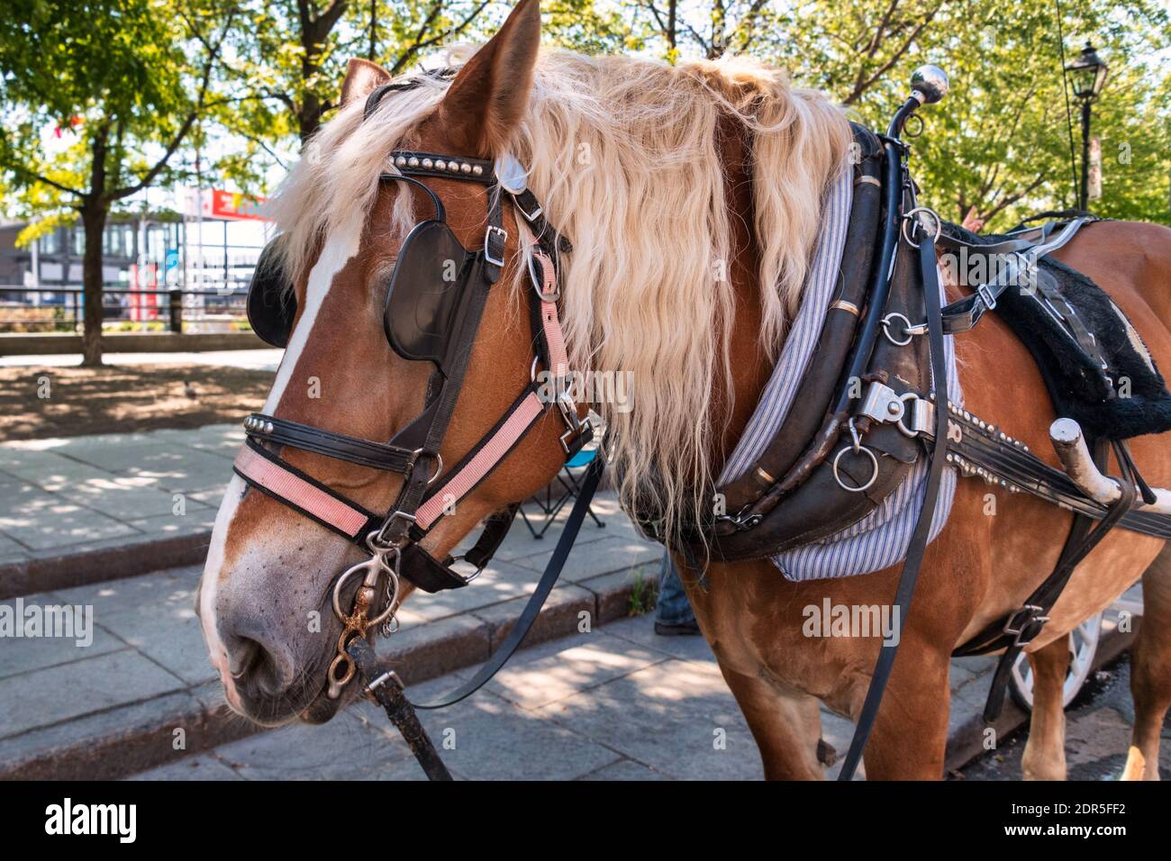 Horse che disegna una carrozza per i tour della città nella Vecchia Montreal, Canada Foto Stock