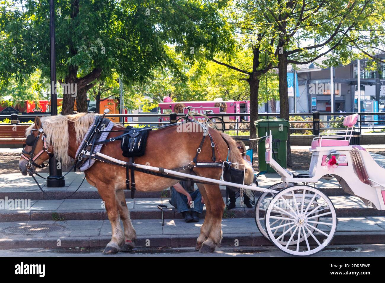 Horse che disegna una carrozza per i tour della città nella Vecchia Montreal, Canada Foto Stock