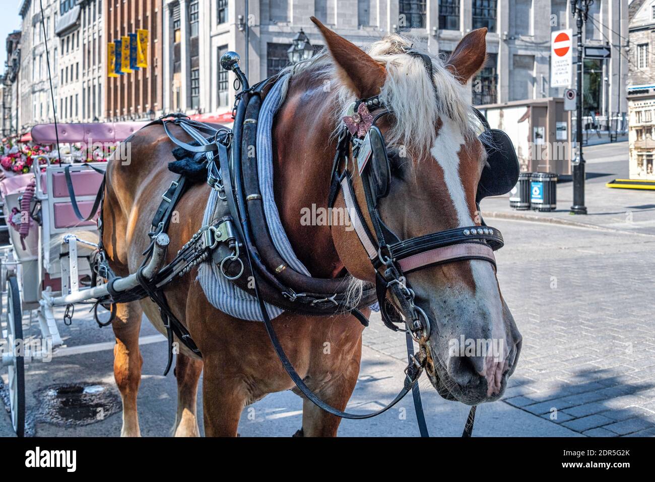 Horse che disegna una carrozza per i tour della città nella Vecchia Montreal, Canada Foto Stock