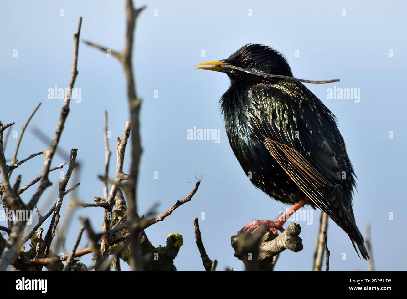 Black starling con bastone nel suo becco appollaiato su un filiale Foto Stock