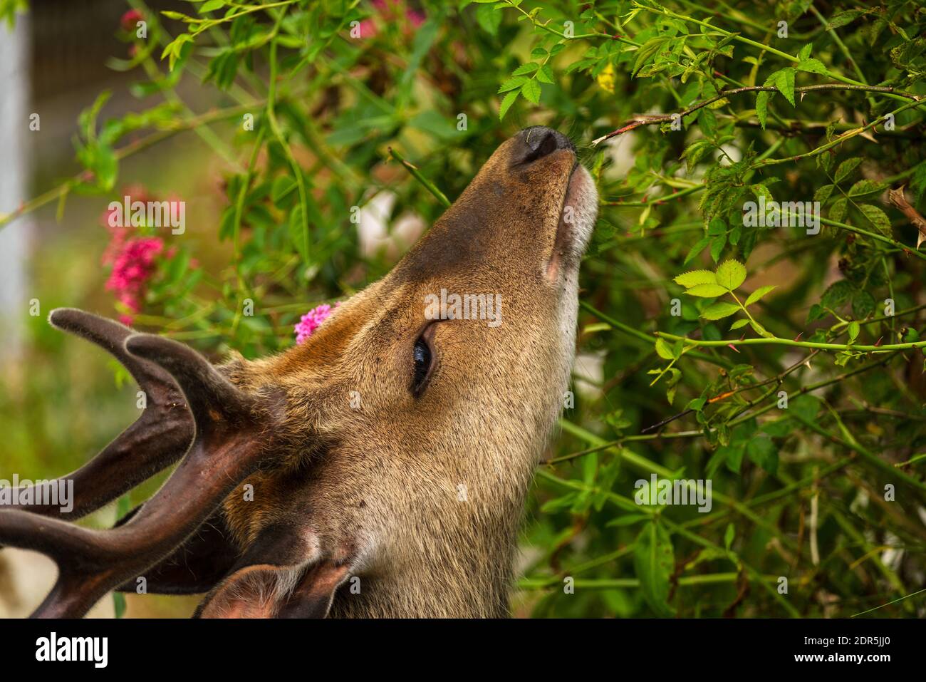 I giovani cervi selvatici nel Parco Nazionale di Killarney, vicino alla città di Killarney, contea di Kerry, Irlanda Foto Stock