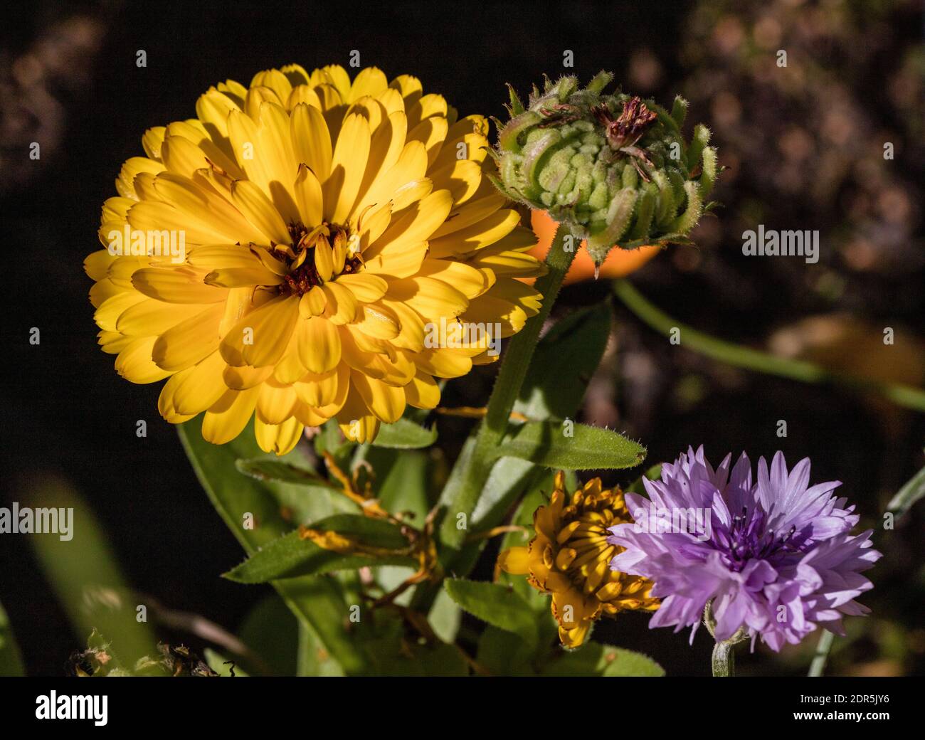 'Fiesta Gitana' Pot Marigold, Ringblomma (Calendula officinalis) Foto Stock