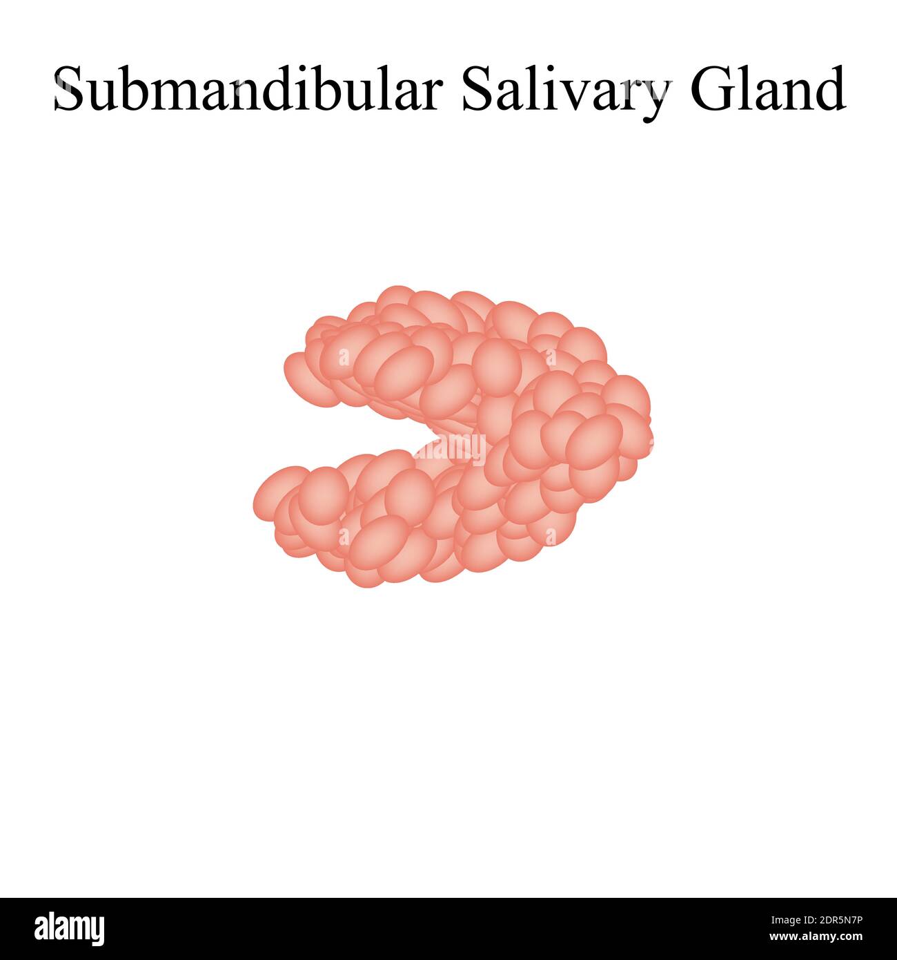 Ghiandola salivare sottomandibolare. La struttura della ghiandola salivare submandibolare. Illustrazione vettoriale su sfondo isolato Illustrazione Vettoriale