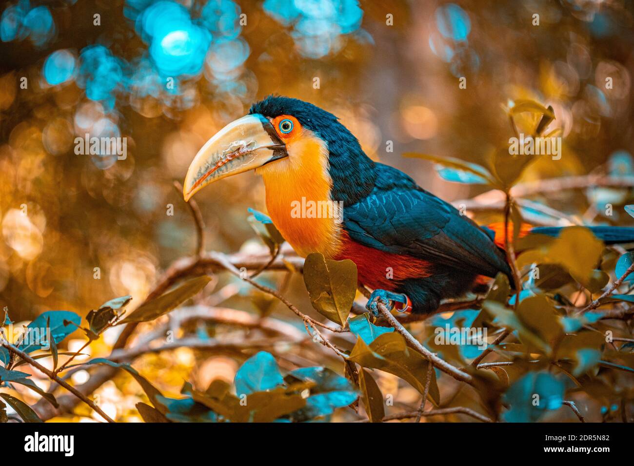 Toucan Bird in Brasile Foto Stock