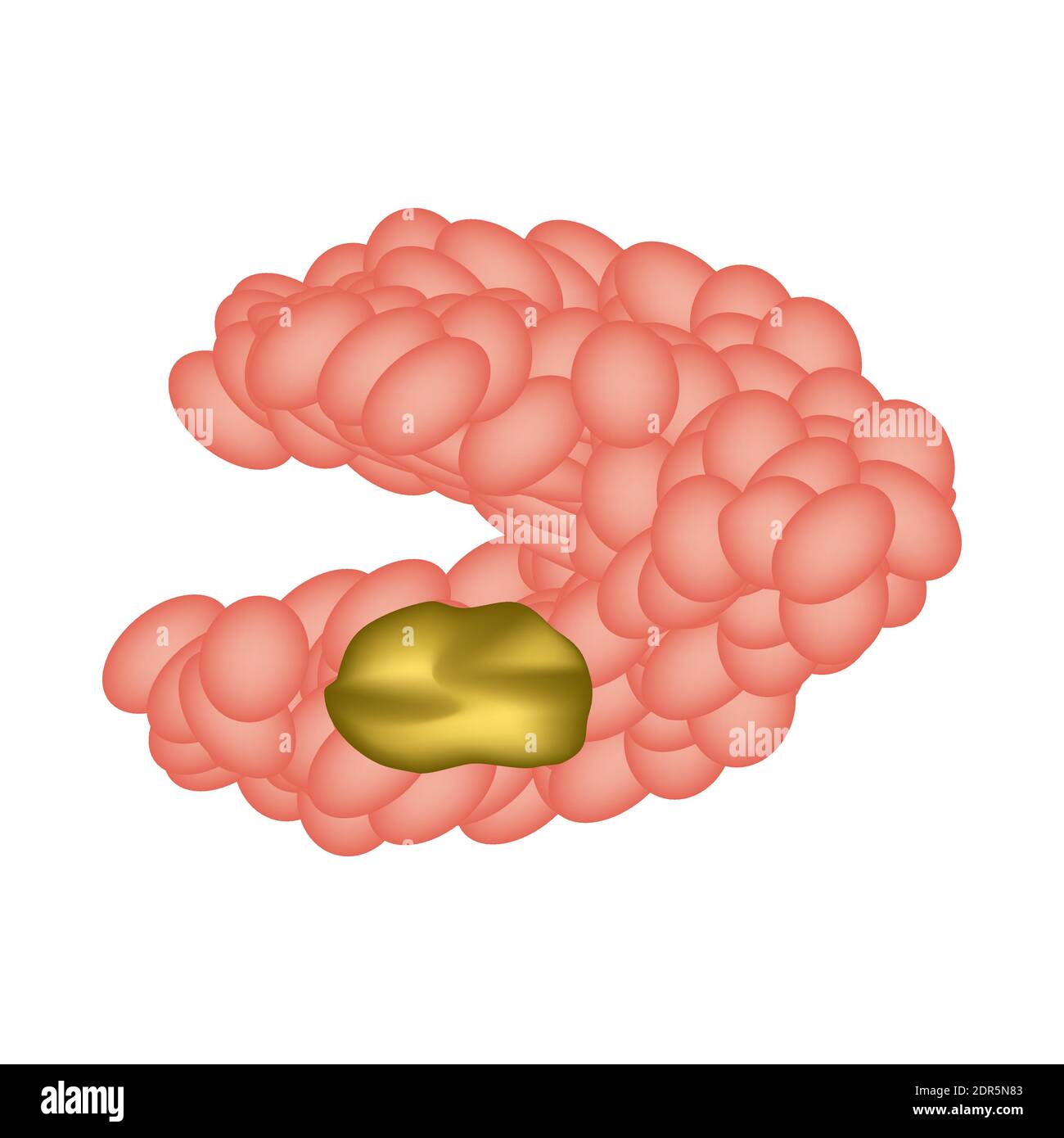 Cisti della ghiandola salivare submandibolare. La struttura della ghiandola salivare submandibolare. Illustrazione vettoriale su sfondo isolato Illustrazione Vettoriale