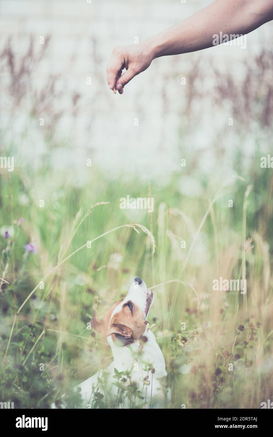 Jack Russell Terrier bianco e rosso cane è in attesa il proprietario per dare il suo cibo Foto Stock