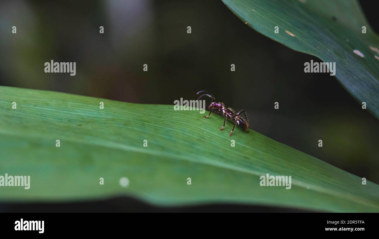 Territorio di Shuar, Amazzonia, Ecuador Foto Stock