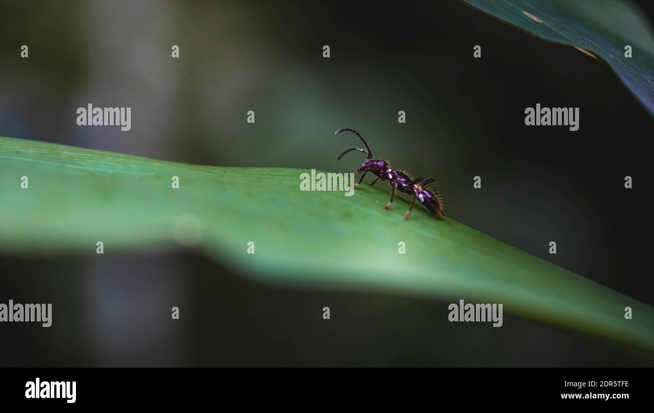 Territorio di Shuar, Amazzonia, Ecuador Foto Stock