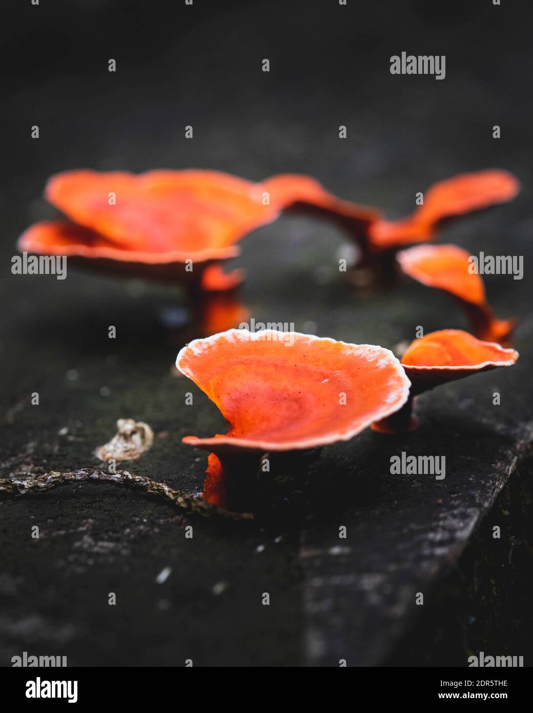 Territorio di Shuar, Amazzonia, Ecuador Foto Stock